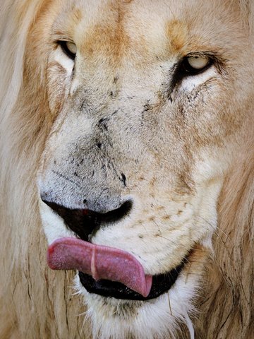 Don't become dinner. Don't become dinner.