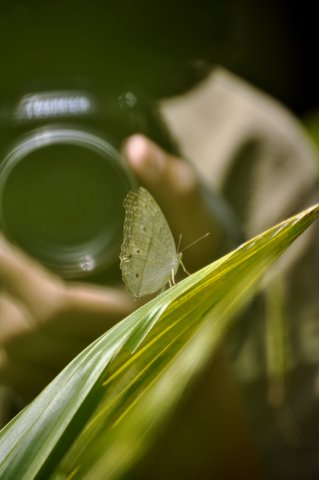 Prime lenses can make you more creative. Prime lenses can make you more creative.