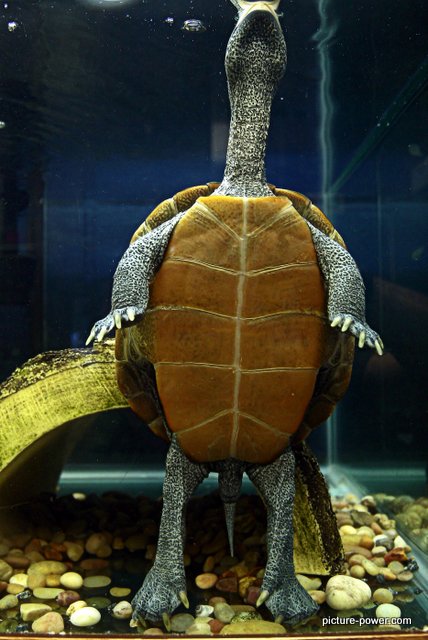 Darwin's Turtle