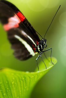 Butterflies love bokeh. Butterflies love bokeh.