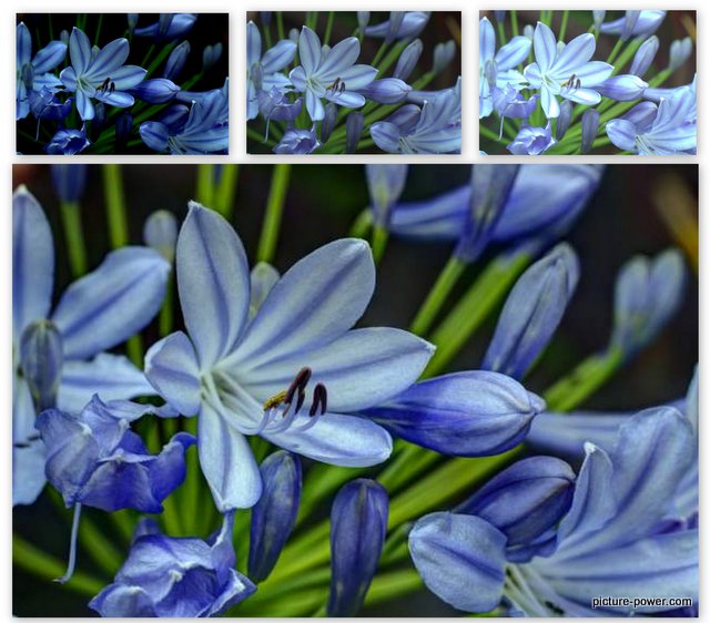Digital Photography Terms - Underexposed | HDR Flowers