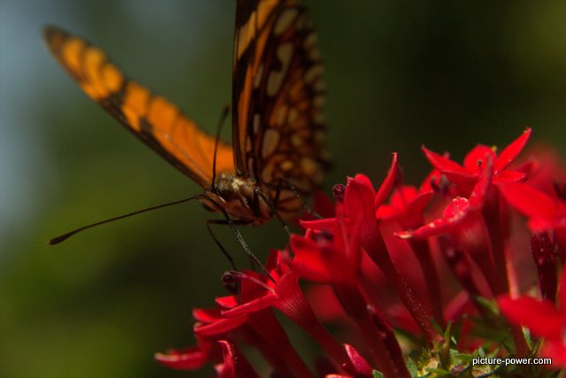 Digital Photography Terms - Depth of Field | Butterfly with Bokeh