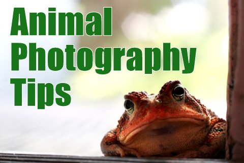 Animal Photography Tips