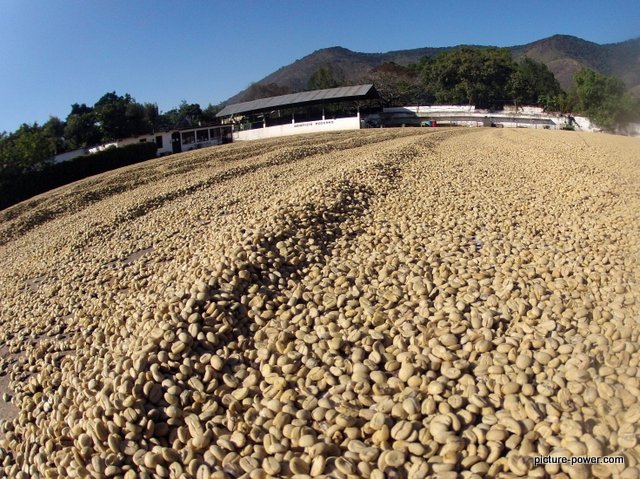 GoPro Hero Photography Tips | Coffee Plantation Antigua, Guatemala