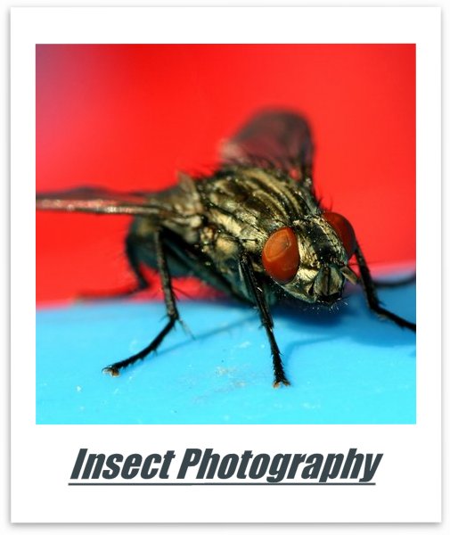 Insect Photography Lenses and Accessories